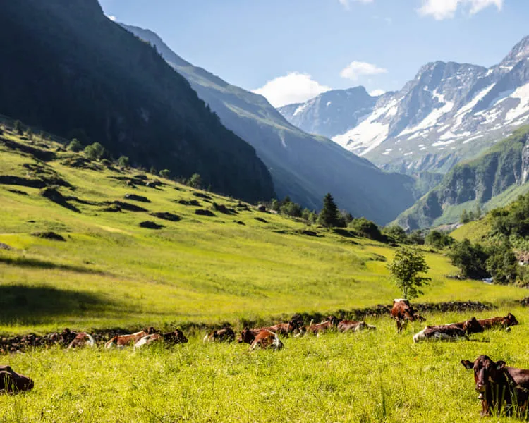 Alp Landschaft mit Kühen und Bergen im Hintergrund