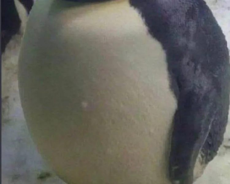 Eine runde Pinguinfigur im Zoo.